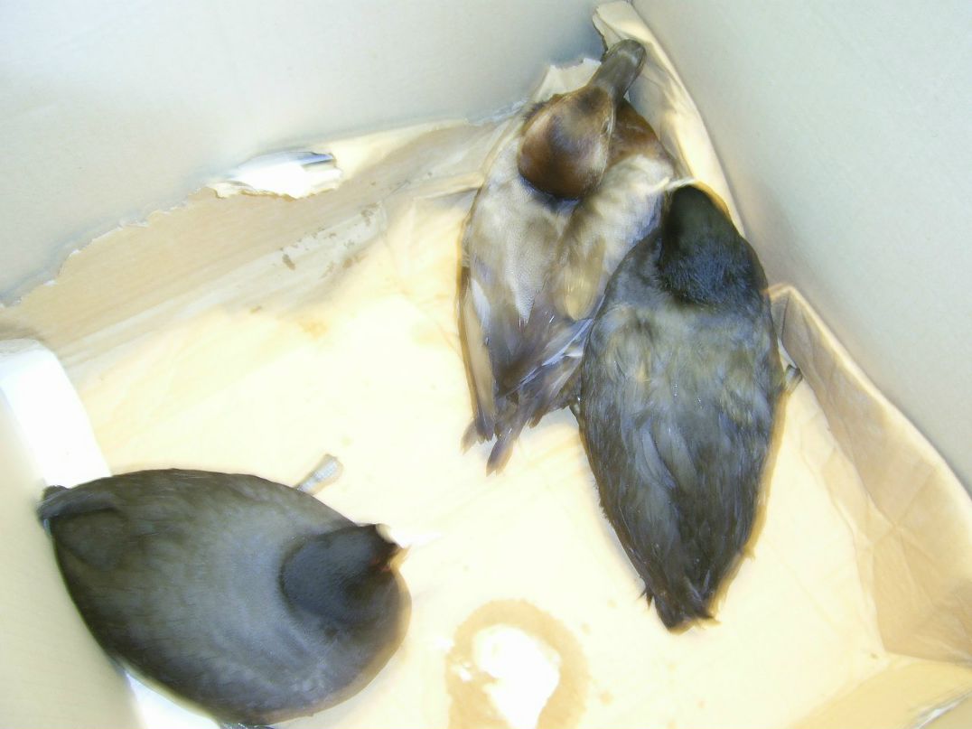 Николай-Lucik Баранков | 