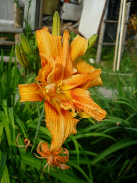 №34, Людмила Веденеева, Санкт-Петербург №34, Людмила Веденеева, Санкт-Петербург