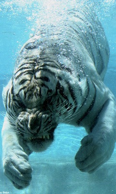 №61, Заур Гусейнов, 39 лет, Москва, Россия №61, Заур Гусейнов, 39 лет, Москва, Россия