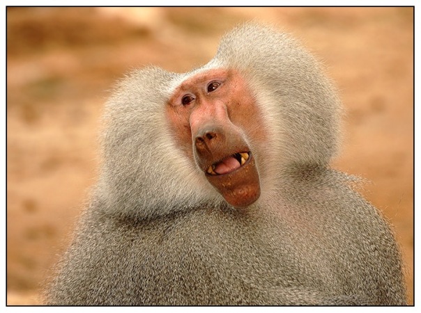 №72, Андреано Челентано №72, Андреано Челентано