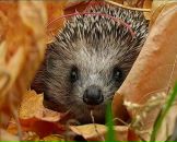 №14 Анастасия Апархова 23.02: профиль, фото, статус - ВКонтакте №14 Анастасия Апархова 23.02: профиль, фото, статус - ВКонтакте