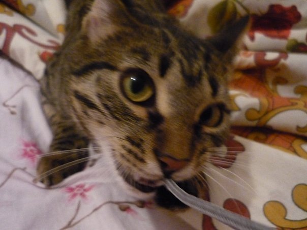 №54, Олег Маршалов, Boston №54, Олег Маршалов, Boston