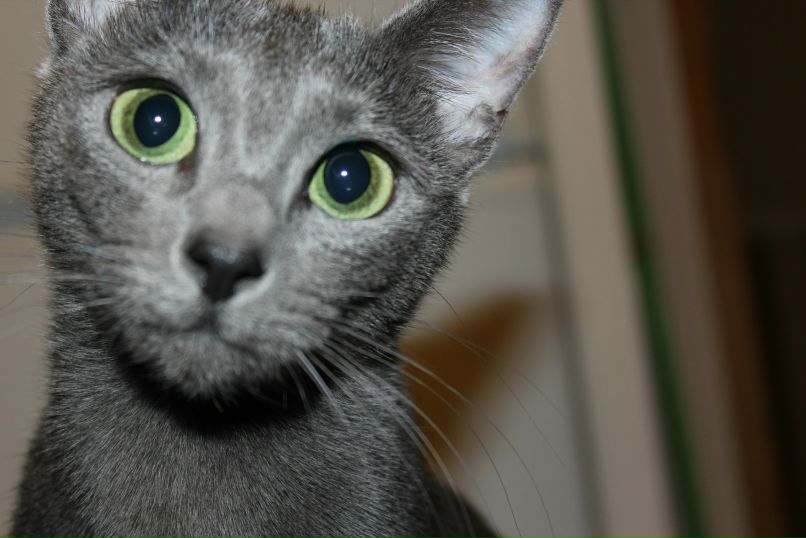 Павел Спитлер | Köln