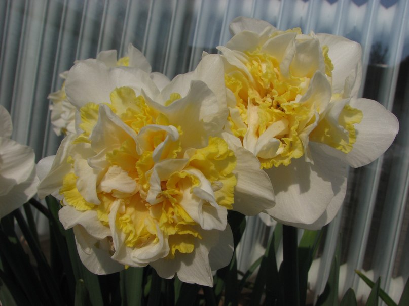 Юлия Аксютина | 