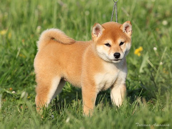 Дарья Комарова | Санкт-Петербург