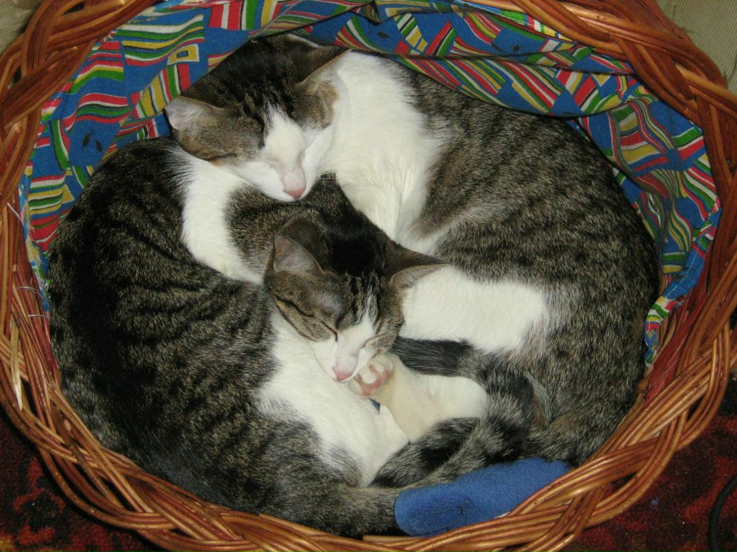 Танюшка Московская | Москва