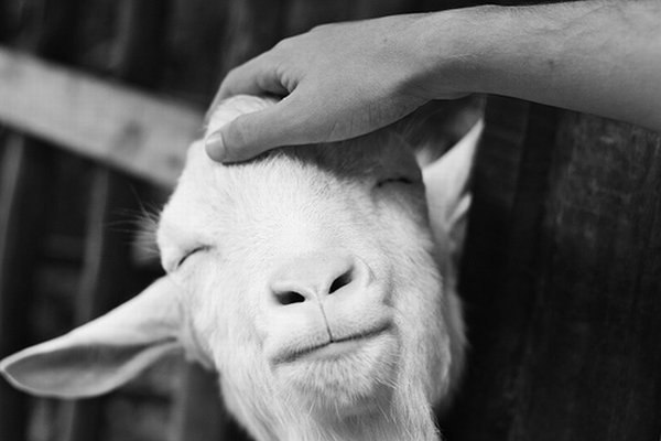 Людмила Однорог | 