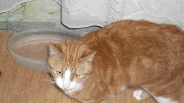 №14, Настенька Прибыткова №14, Настенька Прибыткова