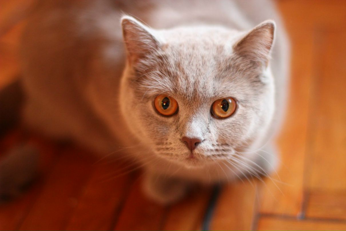 Ксения Смирнова | Санкт-Петербург