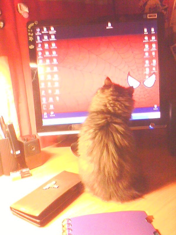 Катя Дикая | Иннополис