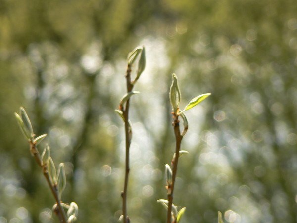 №13, Юлия Кагарличенко, Кропивницкий / Кировоград №13, Юлия Кагарличенко, Кропивницкий / Кировоград