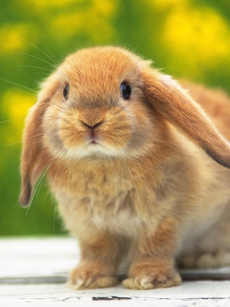 Светлана Иванова фото профиля #4