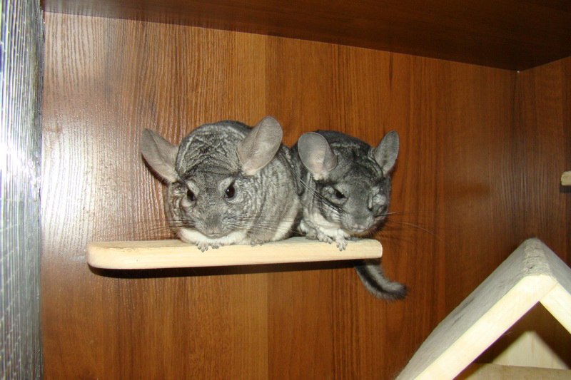 Татьяна Абрамович | Минск