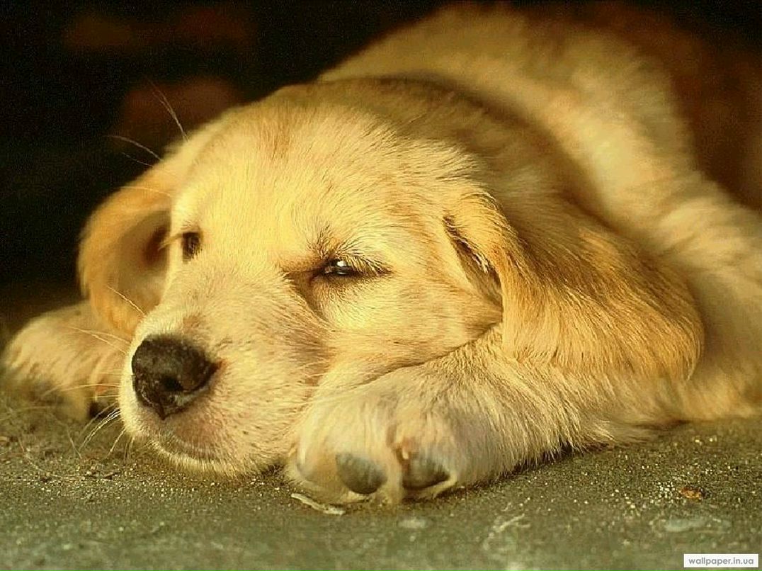 Віктор Шпирук | Львов