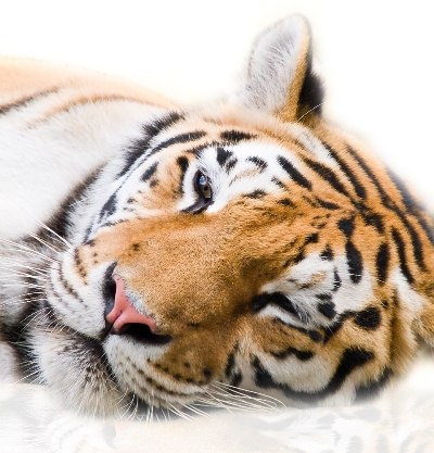 Александр Борзов | 