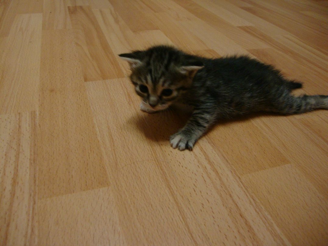 Євгенія Верещагіна | Львов