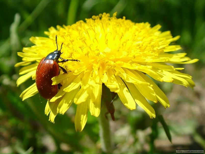 №10, Евгения Михальская, Макеевка №10, Евгения Михальская, Макеевка
