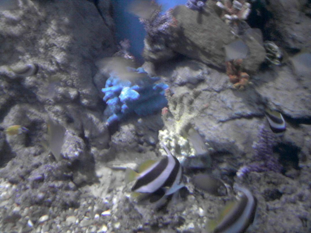 Мария Зебрина | Москва