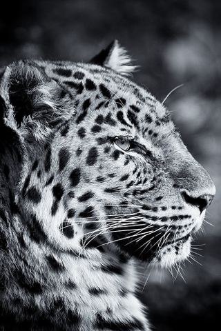 Анастасия Романова /:СКОРПИОНЧИК:/ | Новосибирск