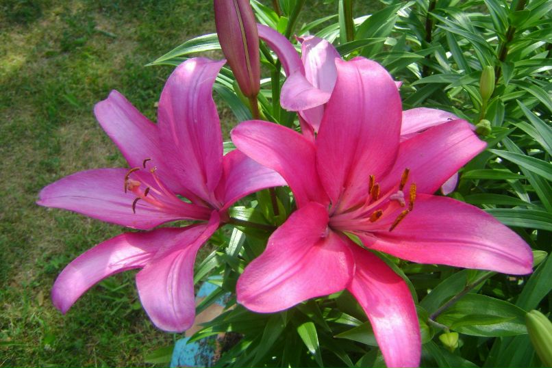 Нина Беляева | Вологда