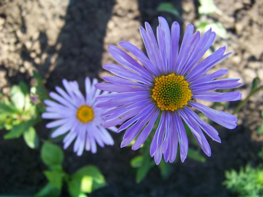 Ольга Олькова | Нежин