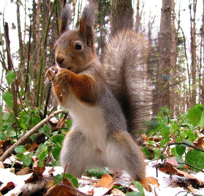 Сергей Сом | 