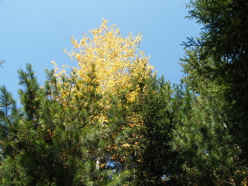 Дима Краснощёков | 