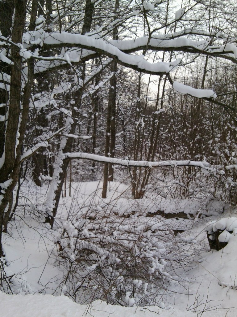 Инга Бородина | 