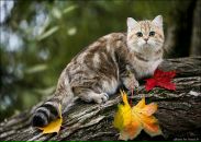 №39 Катерина Лисовская : профиль, фото, статус - ВКонтакте