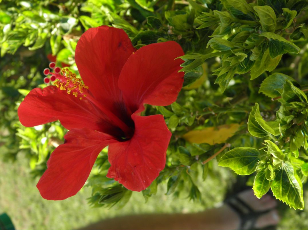 Ольга Яковенко | Киев