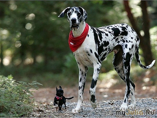 Анна Думанян | Кривой Рог