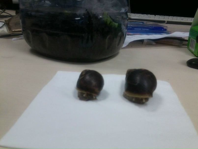 Ирина Леонова Иззах | Москва