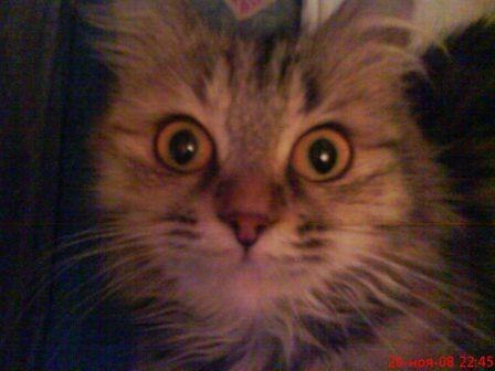 Анастасия Шевченко | Ростов-на-Дону