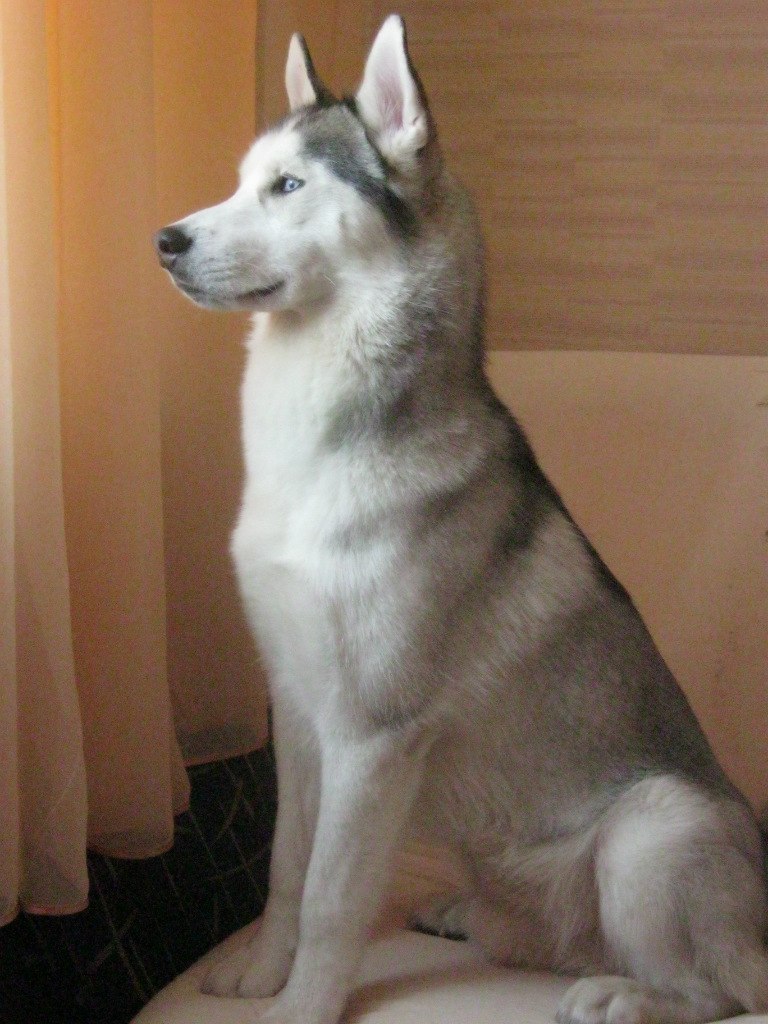 Сергей Войцицкий | Хмельницкий