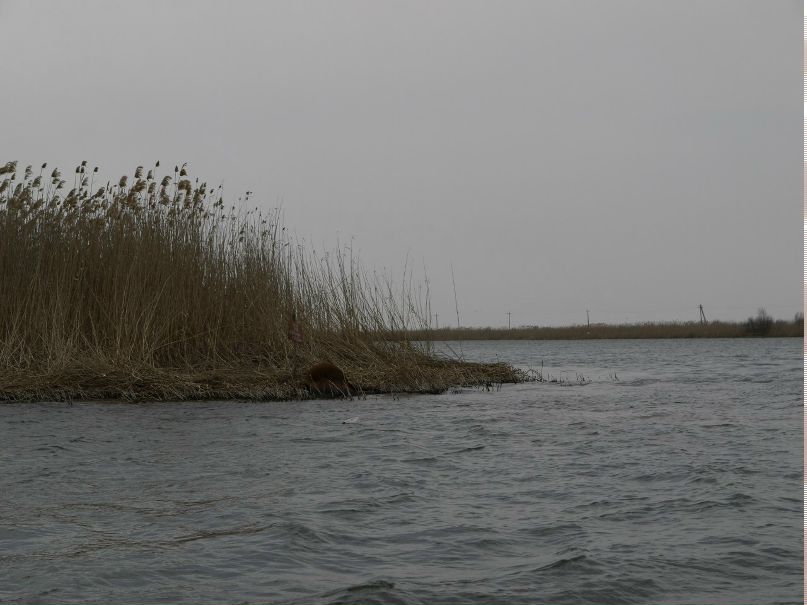 Дмитрий Сапфиров | Воронеж