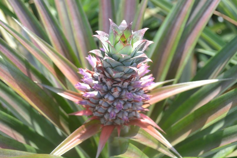 Анастасия Сурогина | Санкт-Петербург