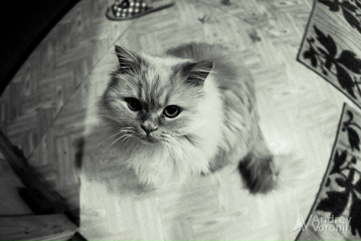 Андрей Воронин | Володарского