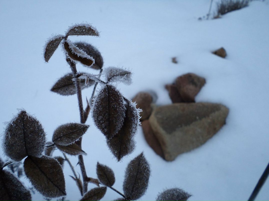 Надя Сизых | Дмитров