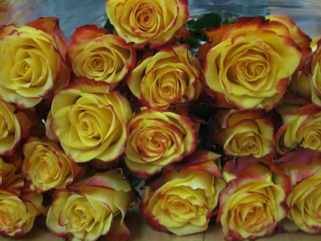 Наталья Горшкова | Санкт-Петербург