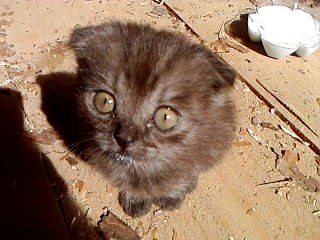 Андрей Стебенев | Пенза