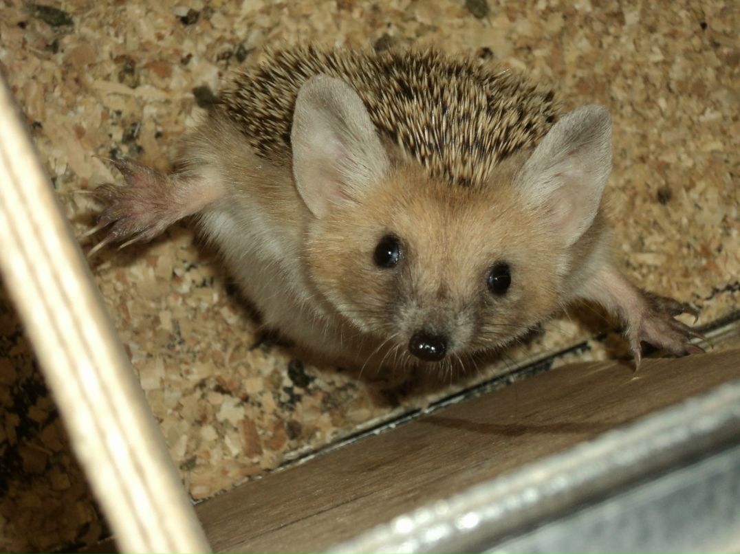 Вячеслав Трофимовский | Санкт-Петербург