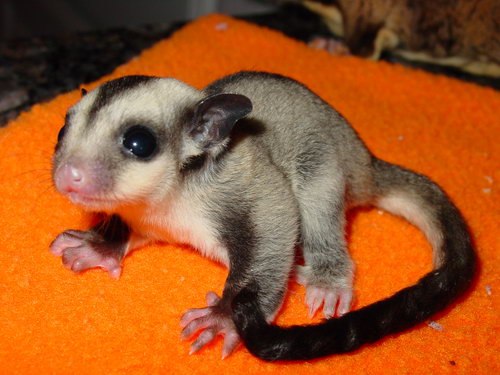 Екатерина Герингер | 