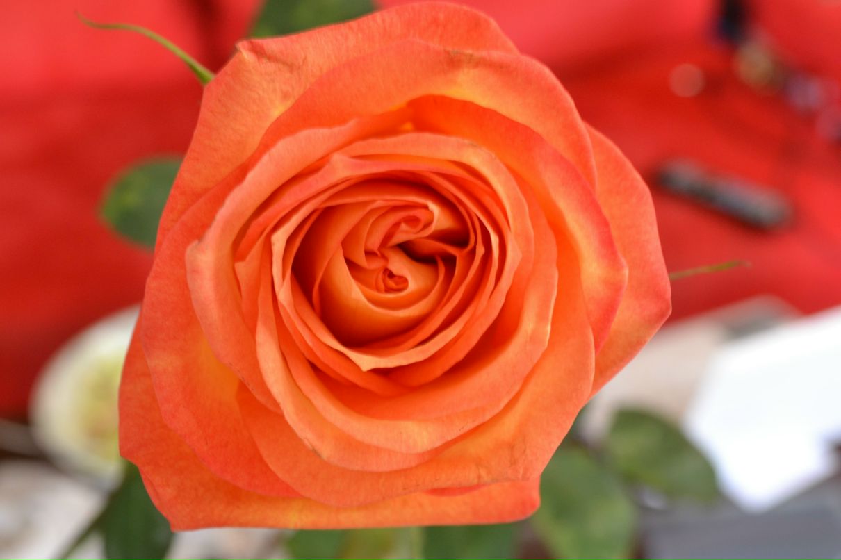 Вера Петрова | Мары