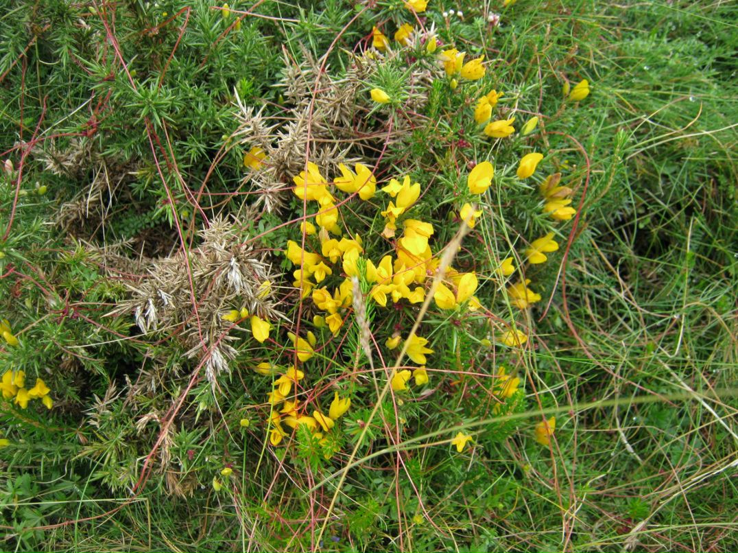 Светлана Иванова | Санкт-Петербург
