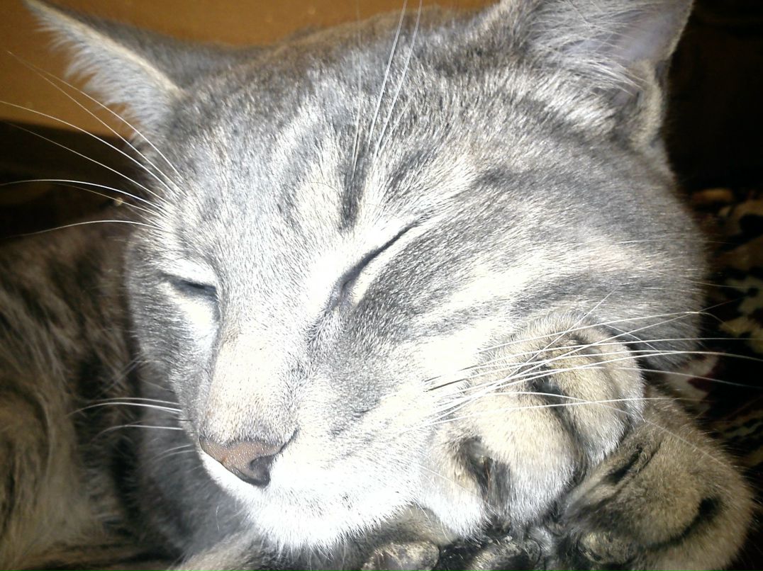 Михаил Антонов | Санкт-Петербург