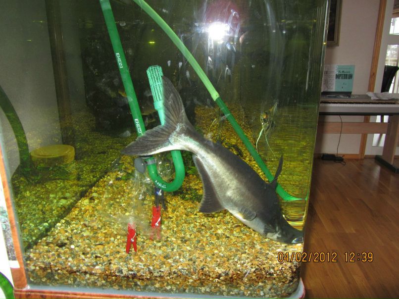 Ирина Каргальцева | 