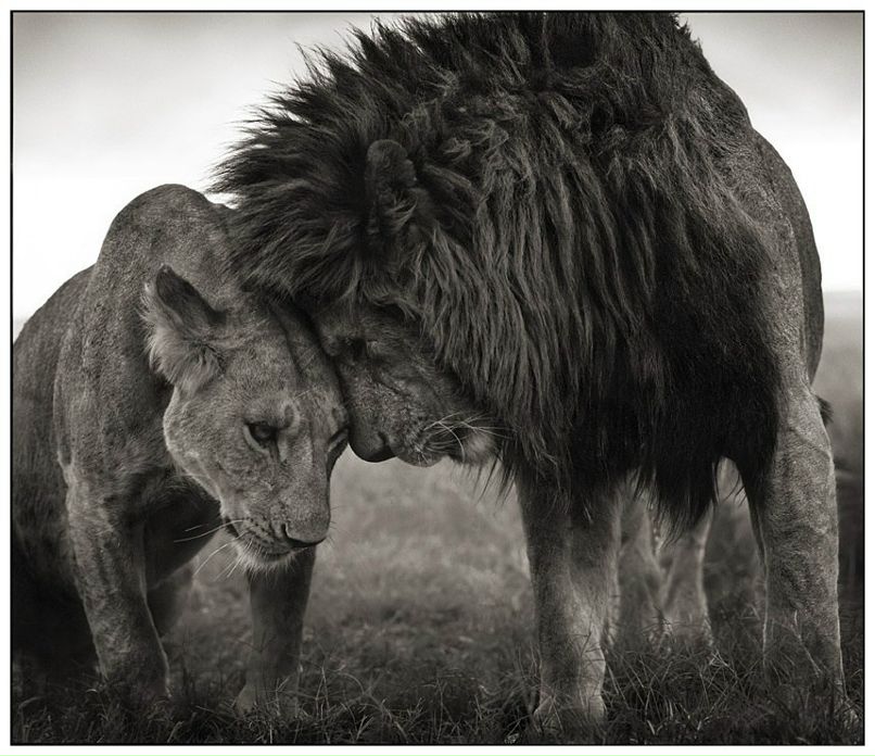 Kano Onak | Львов