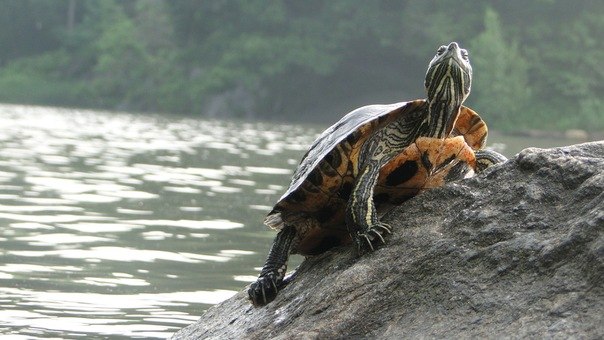 Игорь Васильев | Каменск-Уральский