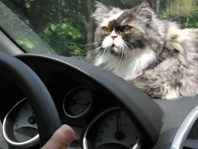 Александра Якушева | Тольятти