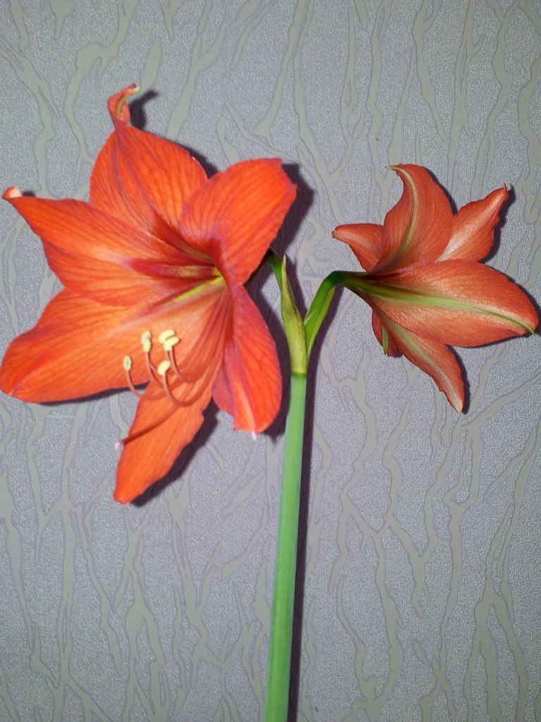 Марина Бровко Константиновна | Севастополь